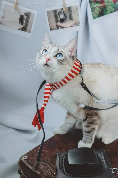 Kočka Modrýma Očima Vzhlédne Pózuje Kufru Kamerou Siamský Rys Červené — Stock fotografie