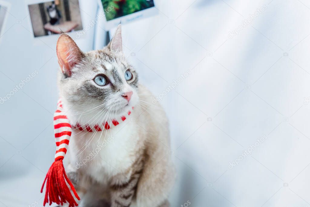 A cat with blue eyes and a red scarf looks carefully away. Portrait of a Siamese point lynx on a blue-gray background and photos.