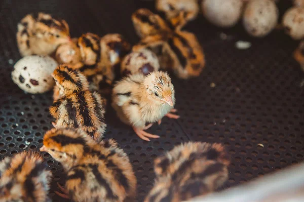 Une Petite Caille Dresse Parmi Les Poussins Les Œufs Dans — Photo