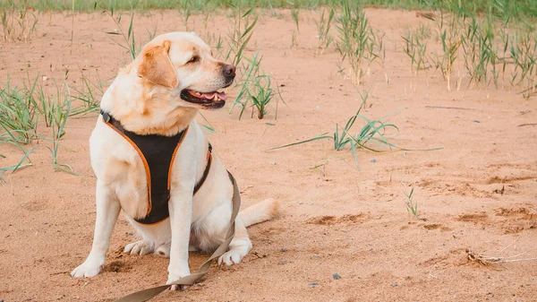 お気に入りのラブラドールレトリバーは ビーチの砂の上に喜びに座っています 海に犬と一緒に旅行する — ストック写真