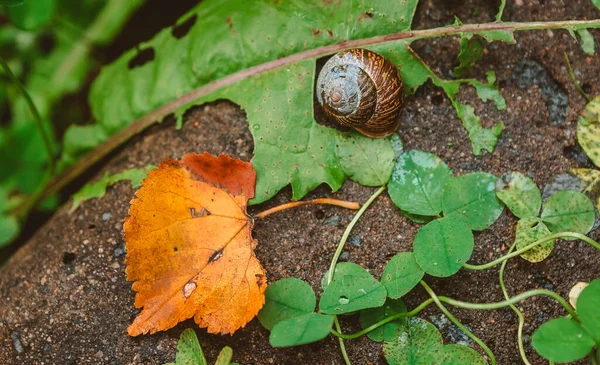 Den Första Gula Blad Att Falla Sten Med Snigel Och — Stockfoto