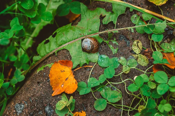 Composición Hoja Amarilla Caracol Trébol Antecedentes Una Naturaleza Muerta Otoño — Foto de Stock