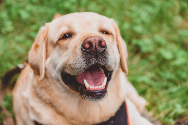 Happy Labrador Retriever lies on the grass and smiles. Dog walk in the Park