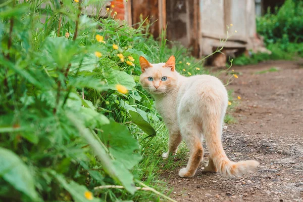 Porträt Einer Roten Katze Mit Blauen Augen Gras Auf Der — Stockfoto