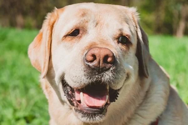 Retrato Labrador Adulto Sobre Fondo Verde Parque Perro Feliz Está — Foto de Stock