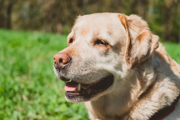 Exterior Labrador Adulto Sobre Fondo Hierba Verde Perro Feliz Está —  Fotos de Stock