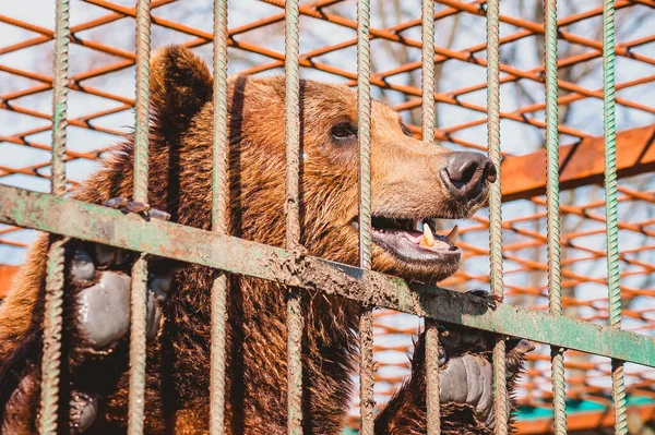 The brown bear holds on to the metal rods of the cage with its paws. Keeping a wild animal behind the bars of an aviary in a zoo