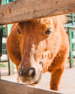Ahırdaki ahşap bir çitin arkasından portre portresi. Çiftlikte midilli besliyorum..