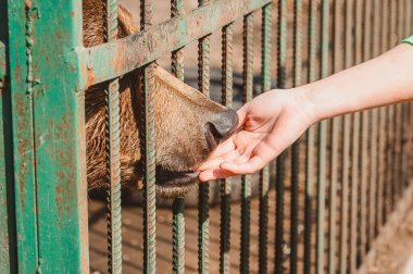 Bir ayı, bir insan elinin parmaklarını bir hayvanat bahçesi kafesinin parmaklıklarından tutar. Vahşi hayvanlar için veteriner hastanesinde hayvan bakımı.