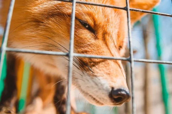 A Fox pokes its nose between the metal bars of a zoo cage. Animal care in a veterinary hospital for wild animals