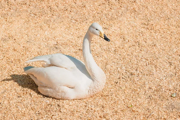 Young Swan Lying Warm Enclosure Raising Wild Birds Home Farm — Stock Photo, Image