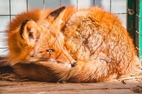 The Fox is curled up on the floor of the cage. Assistance to wild animals in a veterinary hospital
