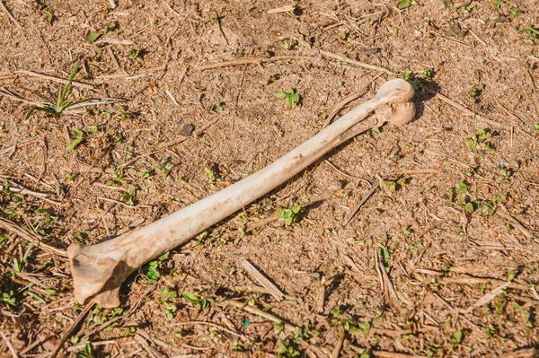 Het Scheenbeen Van Een Zoogdier Ligt Grond Dierlijke Resten Opgegraven — Stockfoto
