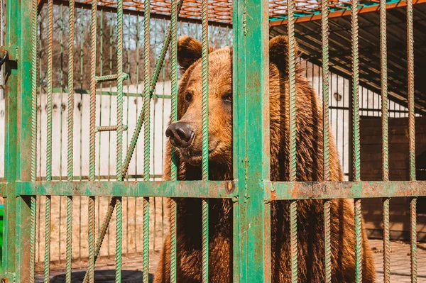 Ours Brun Regarde Rêve Travers Les Barreaux Une Cage Zoo — Photo