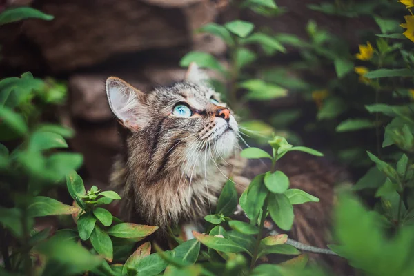 Gato Mesa Senta Jardim Olha Para Cima Animais Estimação Natureza — Fotografia de Stock