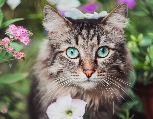 Retrato Cabeça Gato Listrado Flores Animais Estimação Natureza Parque — Fotografia de Stock