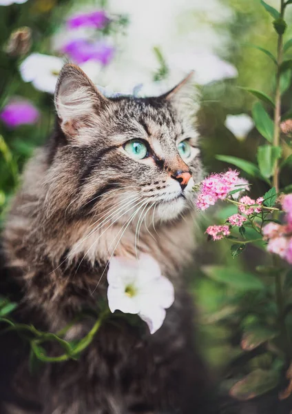 Gato Mesa Está Sentado Jardim Cheirando Flores Animais Estimação Natureza — Fotografia de Stock