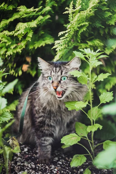 一只胖胖的猫坐在冷杉丛中的花园里 嘶哑着 咕噜着 咕噜着 在公园的大自然中散步的宠物 — 图库照片