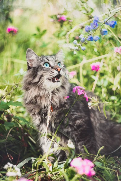 Şaşırmış Kedi Bahçede Oturur Çiçeklere Miyavlamalara Bakar Parkta Yürüyen Evcil — Stok fotoğraf