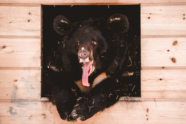 Urso Negro Himalaia Está Bocejar Numa Caixa Madeira Mantendo Grandes — Fotografia de Stock