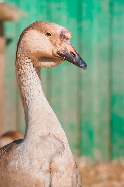 Portrait Female Grey Goose Keeping Poultry Farm — Stock Photo, Image
