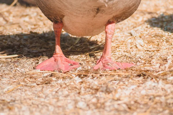 Red Paws Goose Stand Warm Floor Sawdust Keeping Poultry Farm — Stock Photo, Image