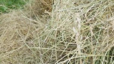 Yeşil çimlerin üzerinde taze bir saman yığını