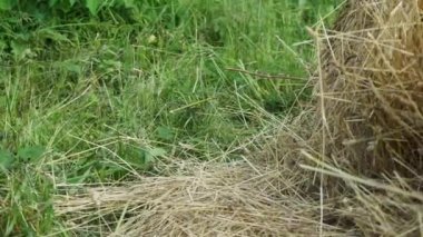 Yeşil çimlerin üzerinde taze bir saman yığını. Yaklaş.