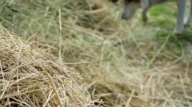 Köpek tarladaki taze saman yığınına işiyor ve uzaklaşıyor.