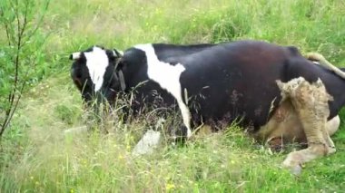 Bir inek çayırda uzanıyor, çiğniyor ve geriye bakıyor.
