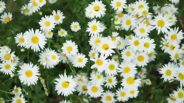 Daisies Swaying Summer Breeze Close — Stock Video