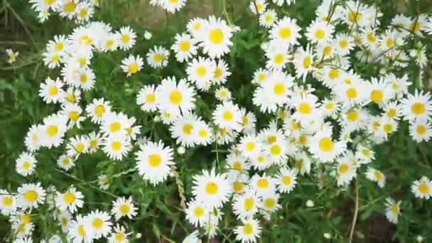 Daisies Swaying Summer Breeze — Stock Video