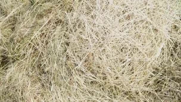 Pile Fresh Hay Field Slow Camera — Stock Video