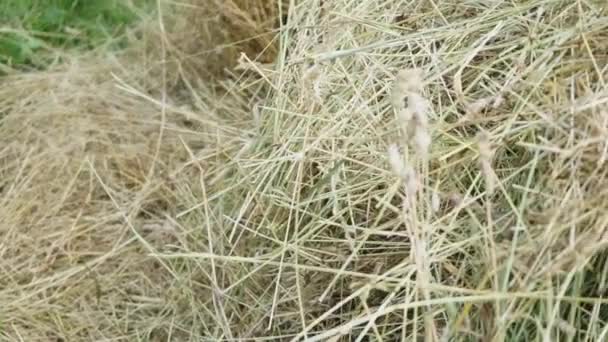 Ein Haufen Frisches Heu Auf Dem Grünen Gras Des Feldes — Stockvideo