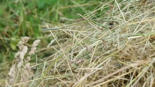 Een Insect Klimt Een Kruid Een Stapel Vers Hooi Het — Stockvideo