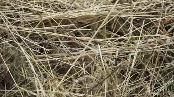 une pile de foin frais sur le terrain gros plan, caméra en mouvement