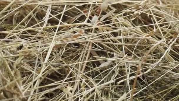 Dry Grass Pile Fresh Hay Swaying Summer Breeze Moving Camera — Stock Video