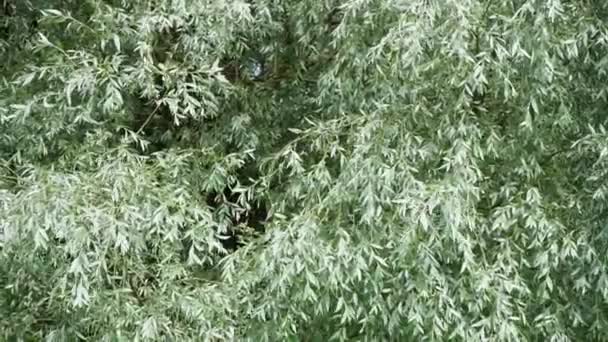 Branches Silvery Leaves White Willow Sway Summer Breeze — Stock Video