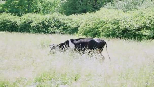 Een Koe Loopt Ligt Een Weiland Zonnige Zomerdag — Stockvideo