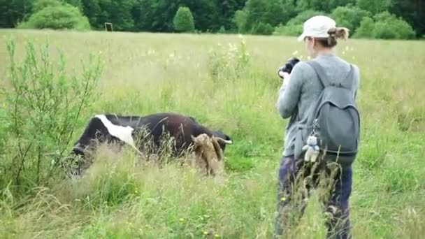 Eine Fotografin Macht Fotos Von Einer Kuh Auf Einer Weide — Stockvideo