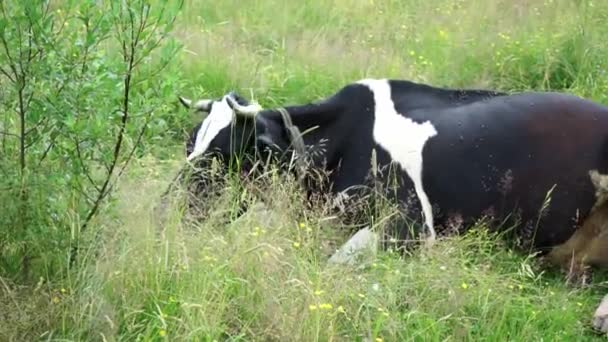 Eine Kuh Die Sich Auf Eine Wiese Legt Und Kaugummi — Stockvideo