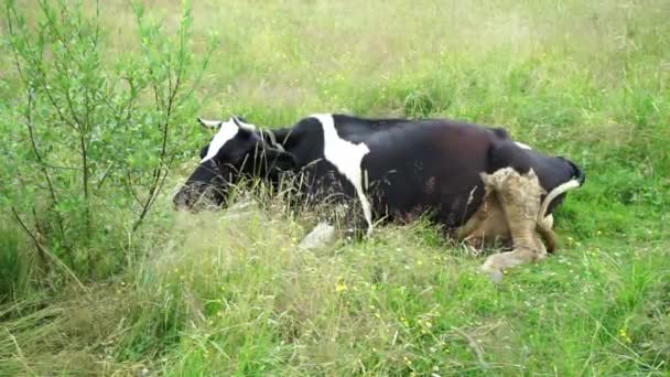 Ligger Äng Och Tuggar Och Skakar Öronen Och Svansen Mot — Stockvideo