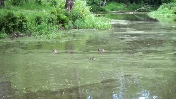 公園の池で数羽のアヒルが泳いでいます — ストック動画