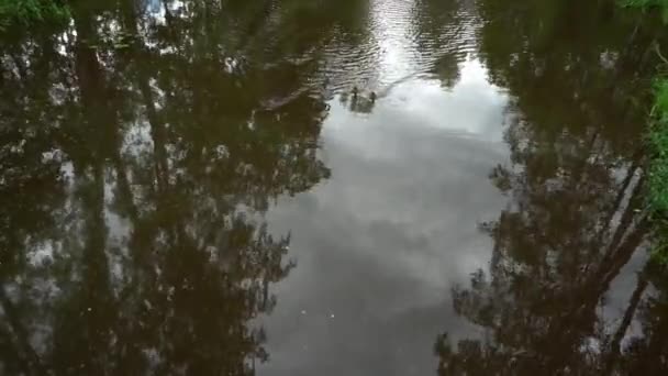 很少有鸭子在公园里的河里游泳 俯瞰风景 — 图库视频影像