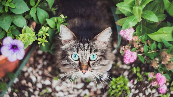 Draufsicht Auf Eine Flauschige Tabby Katze Die Einem Blumenbeet Heimischen — Stockfoto