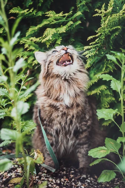 Tabby Cat Sitting Garden Scared Its Head Screaming Mewing Walking — Stock Photo, Image
