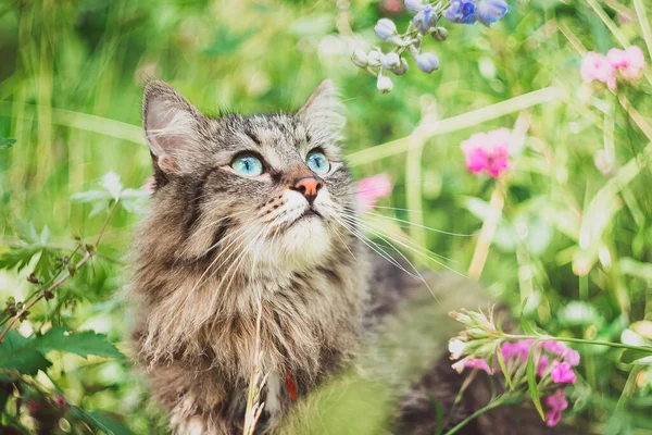 Eine Gestreifte Sibirische Katze Sitzt Auf Einem Feld Und Betrachtet — Stockfoto