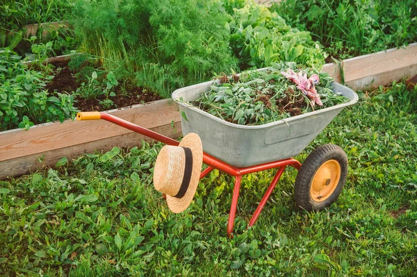 Een Kruiwagen Met Onkruid Staat Tuin Tegen Achtergrond Van Groentebedden — Stockfoto