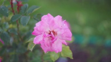 Dönüşümlü pembe çiçekli gül kalçası pozu. Kır evinde dekoratif bahçe.