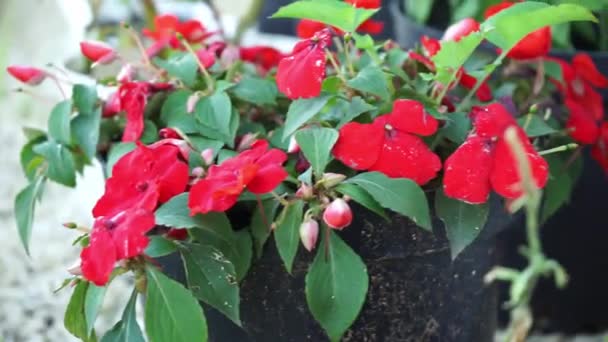 Ετήσια Red Begonias Μεγαλώνουν Στο Δρόμο Γλάστρα Διακοσμητική Κηπουρική Στο — Αρχείο Βίντεο